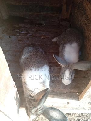 Lop Eare Breed - main view