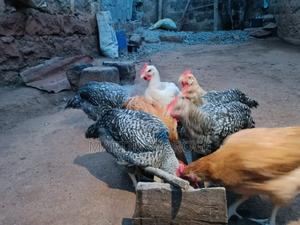 Kienyeji Chickens - main view