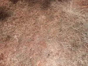 Kiangungi 4 Acres Near Liviero Farm.