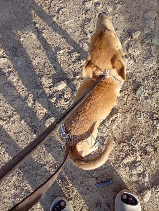 3-6 months Male Mixed Breed German Shepherd - main view