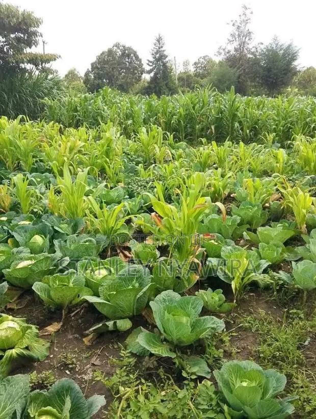 2 Acres Nanyuki for Farming - thumbnail 2