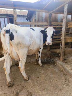 Gmac Diaries - 8 Months in-Calf Pedigree Heifer
