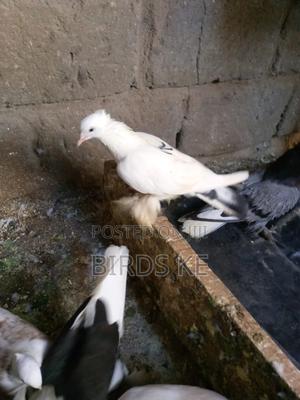 Shungi Flare and Half Frill Back Pairs - thumbnail 2