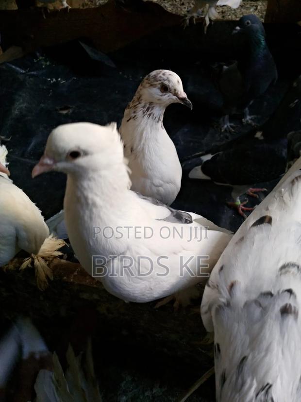 Shungi Flare and Half Frill Back Pairs - thumbnail 3