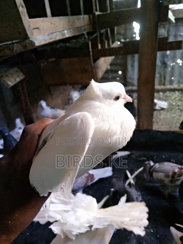 Shungi Flare and Half Frill Back Pairs - thumbnail 4