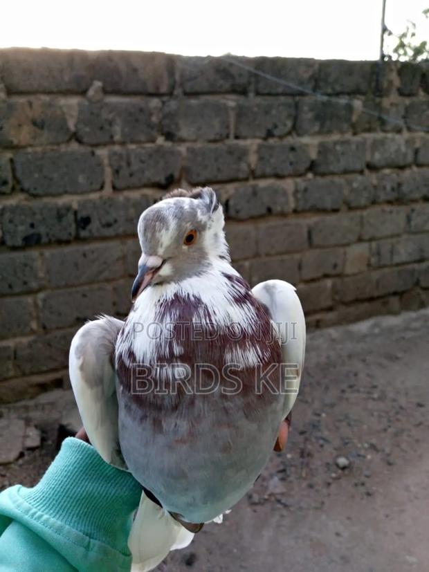 Shungi Flare and Half Frill Back Pairs - thumbnail 5