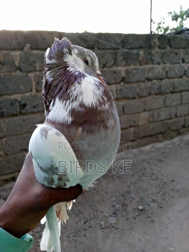 Shungi Flare and Half Frill Back Pairs - thumbnail 6