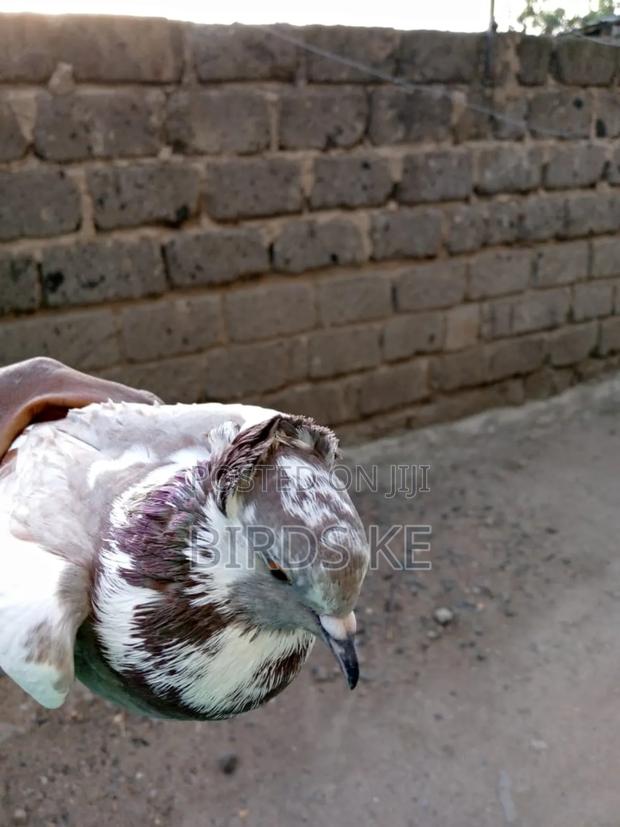 Shungi Flare and Half Frill Back Pairs - thumbnail 7