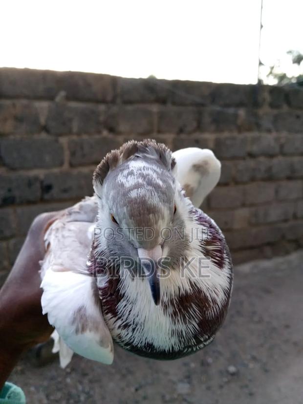 Shungi Flare and Half Frill Back Pairs - thumbnail 8