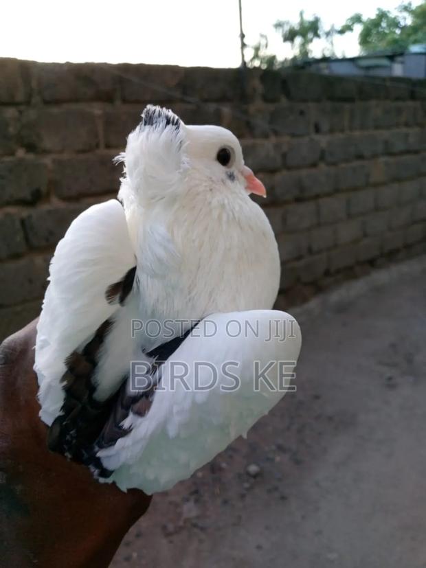 Shungi Flare and Half Frill Back Pairs - thumbnail 9