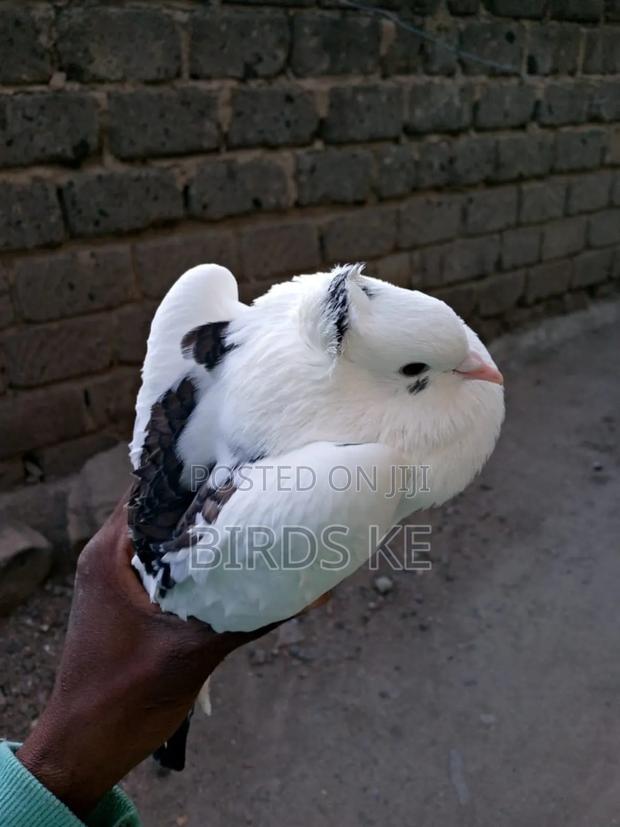 Shungi Flare and Half Frill Back Pairs - thumbnail 10