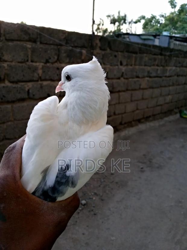 Shungi Flare and Half Frill Back Pairs - thumbnail 11