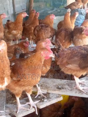 Improved Kienyeji Chicken - thumbnail 2