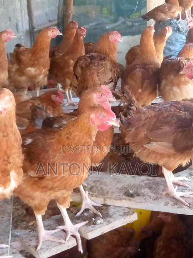 Improved Kienyeji Chicken - main view