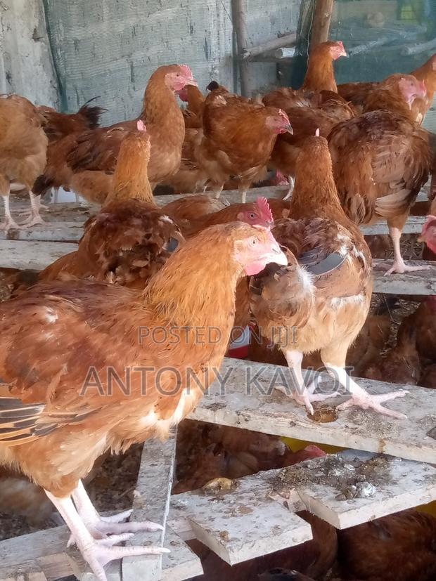 Improved Kienyeji Chicken - thumbnail 3