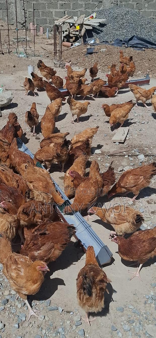 Improved Kienyeji Chicken - thumbnail 4