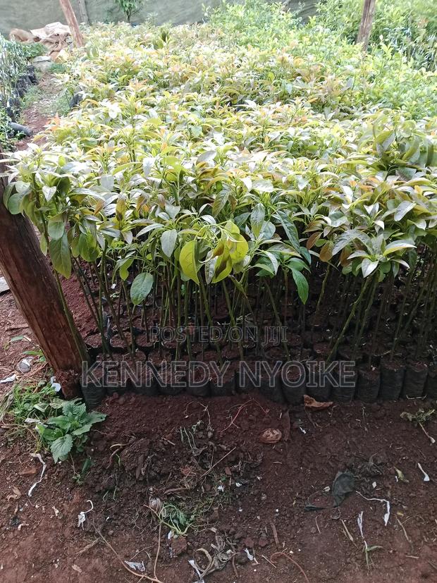 Hass Ovacado - thumbnail 5