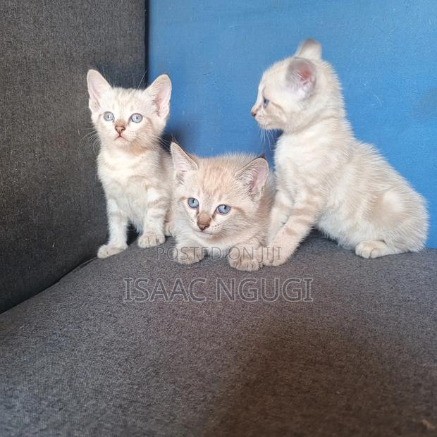 1-3 months Female Mixed Breed Siamese