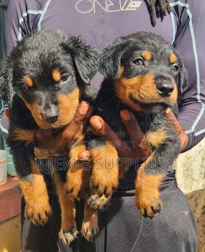 1-3 months Male Purebred Rottweiler - main view