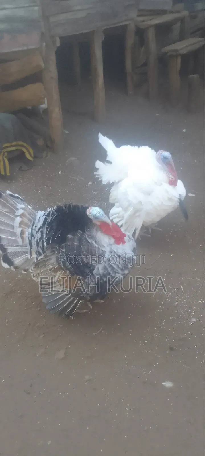Mature Male Turkey For Sale Or Trade In