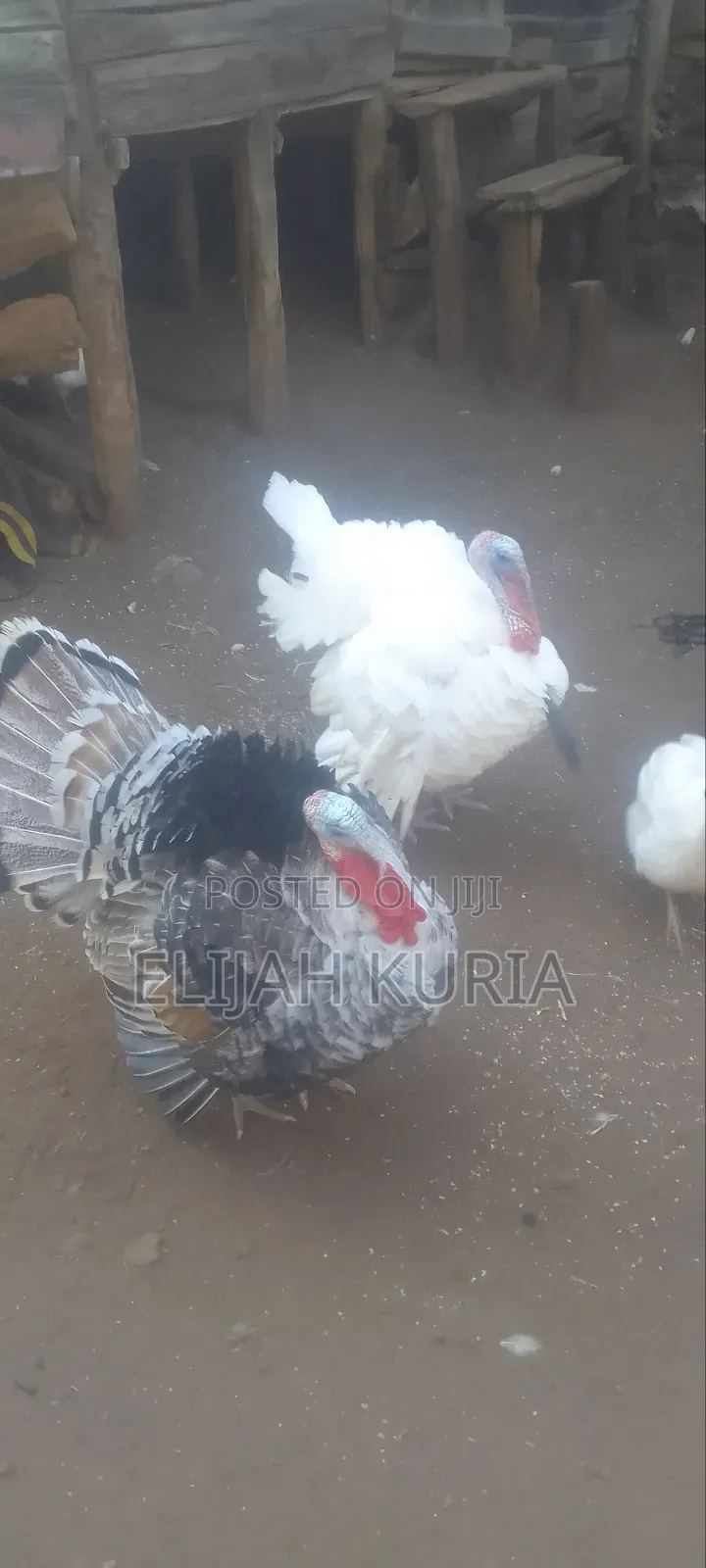 Mature Male Turkey For Sale Or Trade In