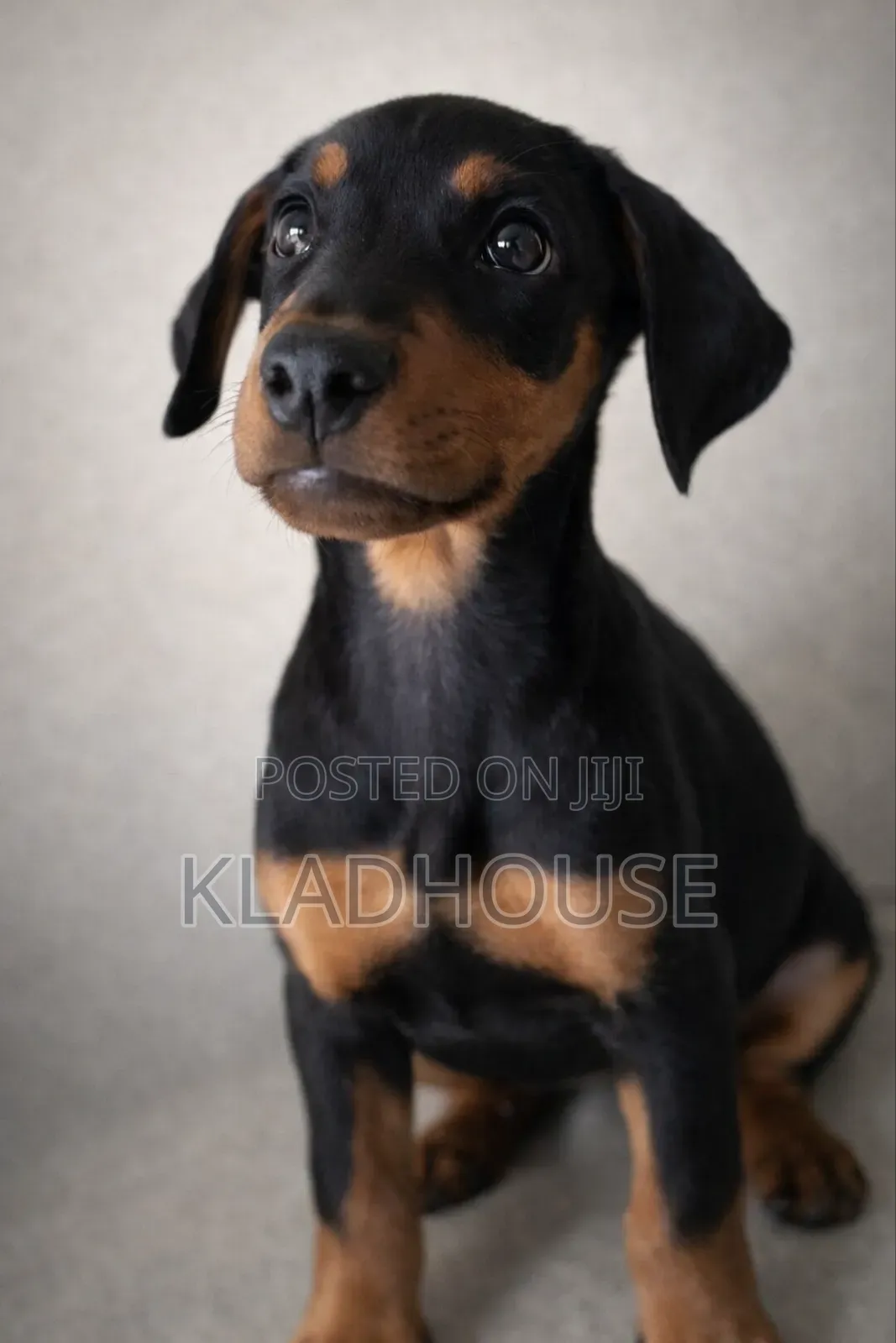 3-6 months Male Purebred Doberman Pinscher