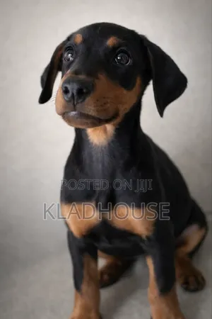 3-6 months Male Purebred Doberman Pinscher
