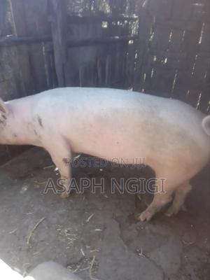 Large White Breading Gilt - main view