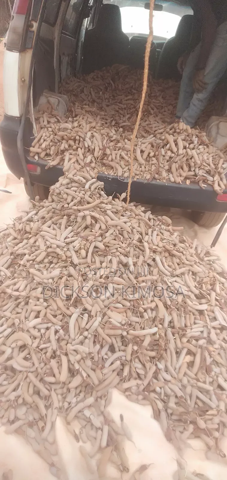 Tamarind Fruits