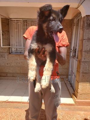 1-3 months Female Purebred German Shepherd - thumbnail 2