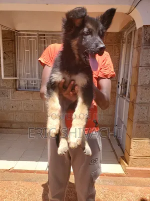 1-3 months Female Purebred German Shepherd