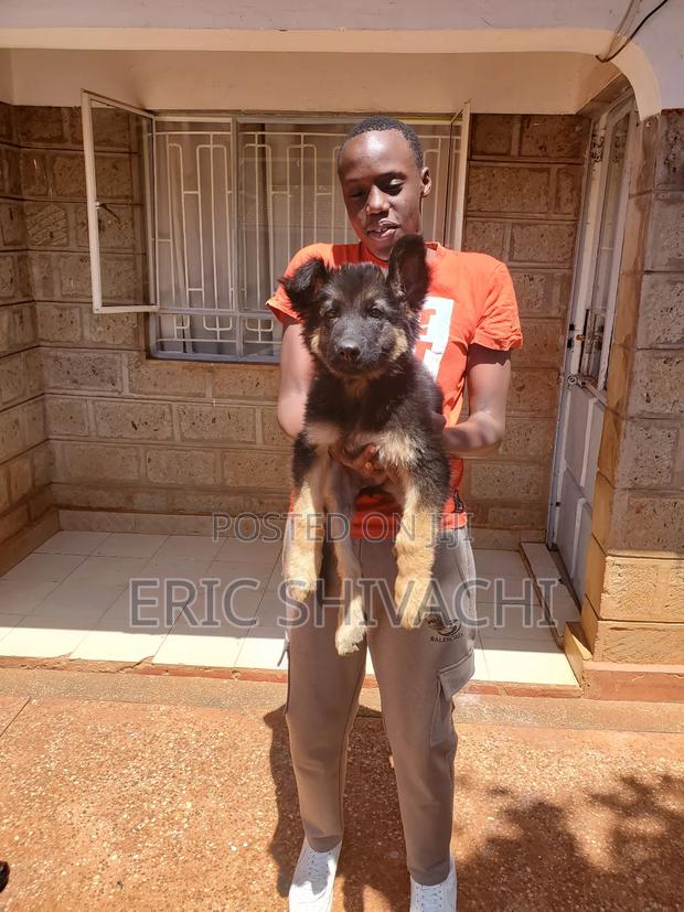 1-3 months Female Purebred German Shepherd - thumbnail 5