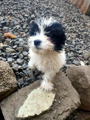 1-3 months Male Purebred Maltese - thumbnail 2