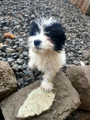 1-3 months Male Purebred Maltese
