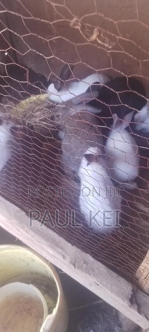 Maish Rabbits Farm And - main view