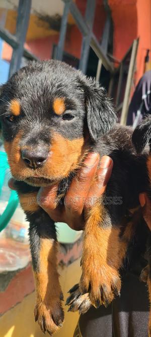 1-3 months Male Purebred Rottweiler - thumbnail 2