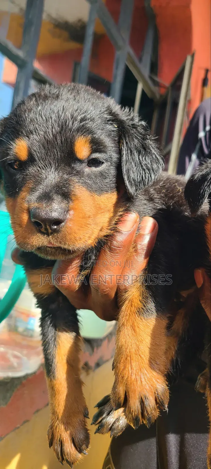 1-3 months Male Purebred Rottweiler