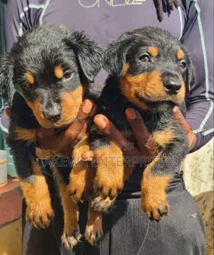 1-3 months Female Purebred Rottweiler