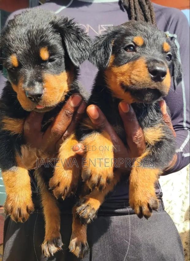 1-3 months Male Purebred Rottweiler - main view