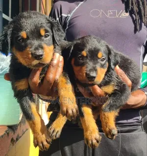 1-3 months Female Purebred Rottweiler