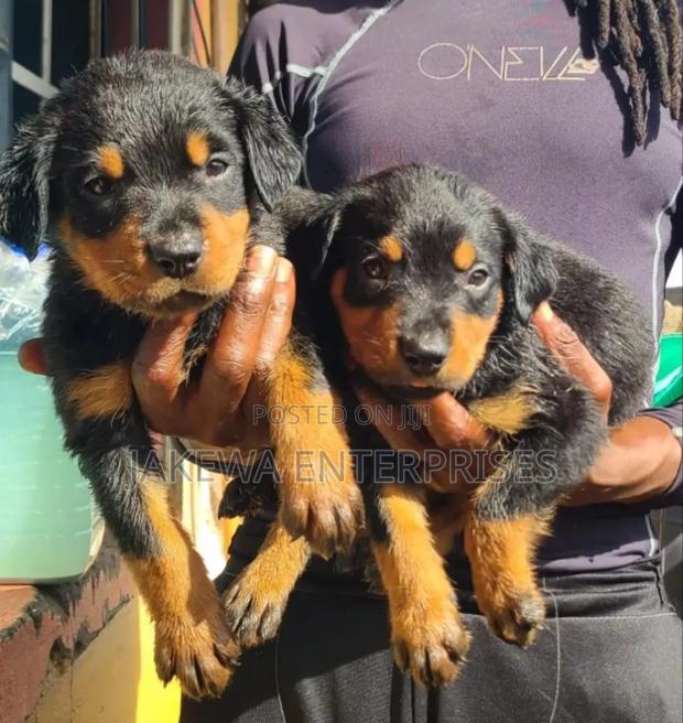 1-3 months Female Purebred Rottweiler
