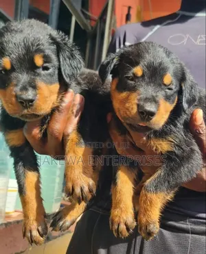 1-3 months Female Purebred Rottweiler