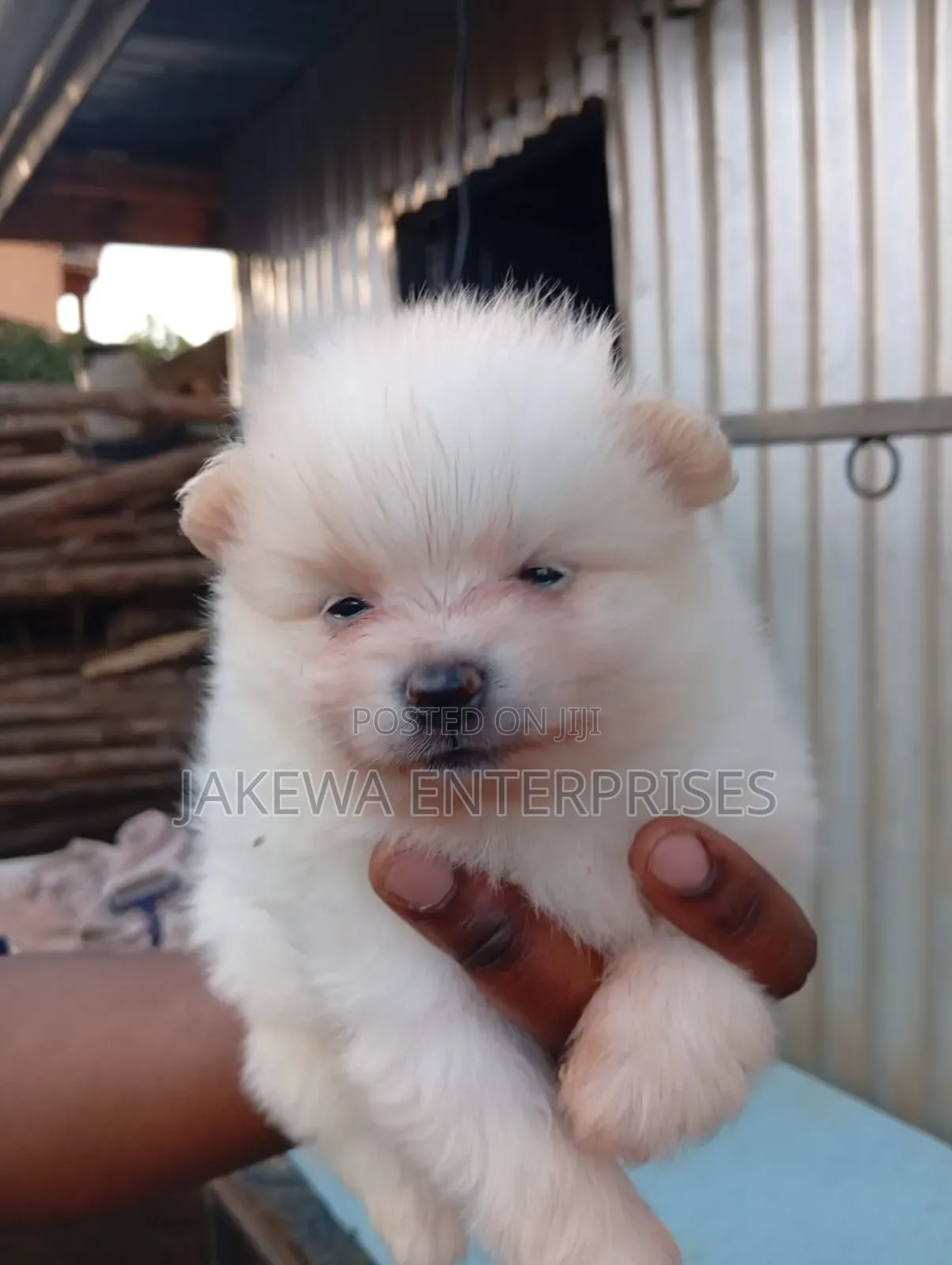 1-3 months Male Purebred Pomeranian