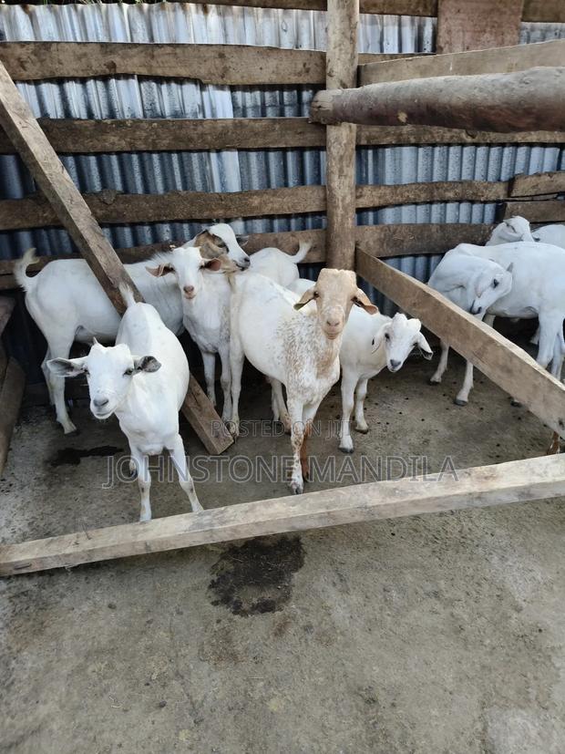 Quality, Healthy Goats for Tender Meat