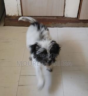 3-6 months Female Mixed Breed Maltese