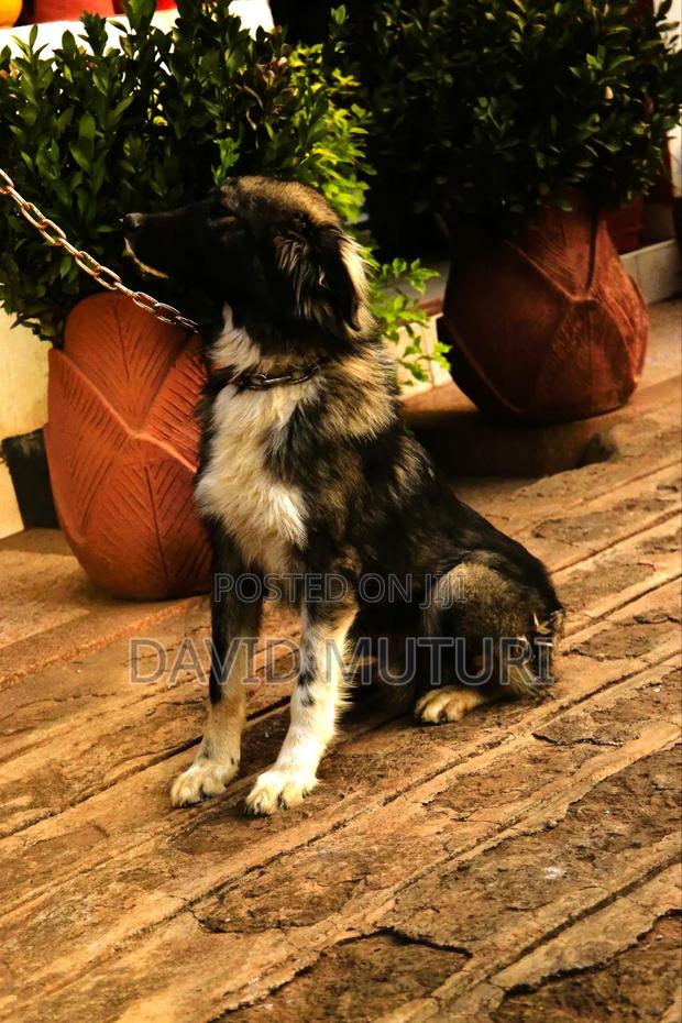 6-12 months Male Purebred Caucasian Shepherd