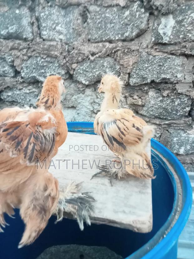 Brahma Chicken - main view