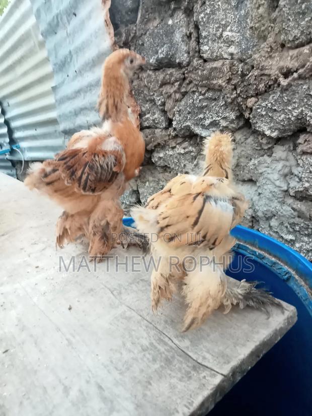 Brahma Chicken - thumbnail 3