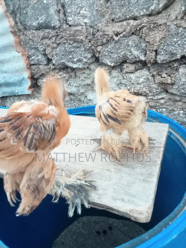 Brahma Chicken - thumbnail 4