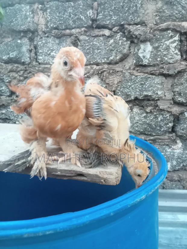 Brahma Chicken - thumbnail 5